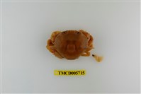 藏品(頑強黎明蟹)的圖片